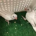 Hand raised White Ringnecks