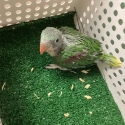 Female Alexandrine