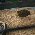 Jap quail