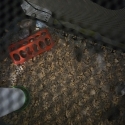 King quails