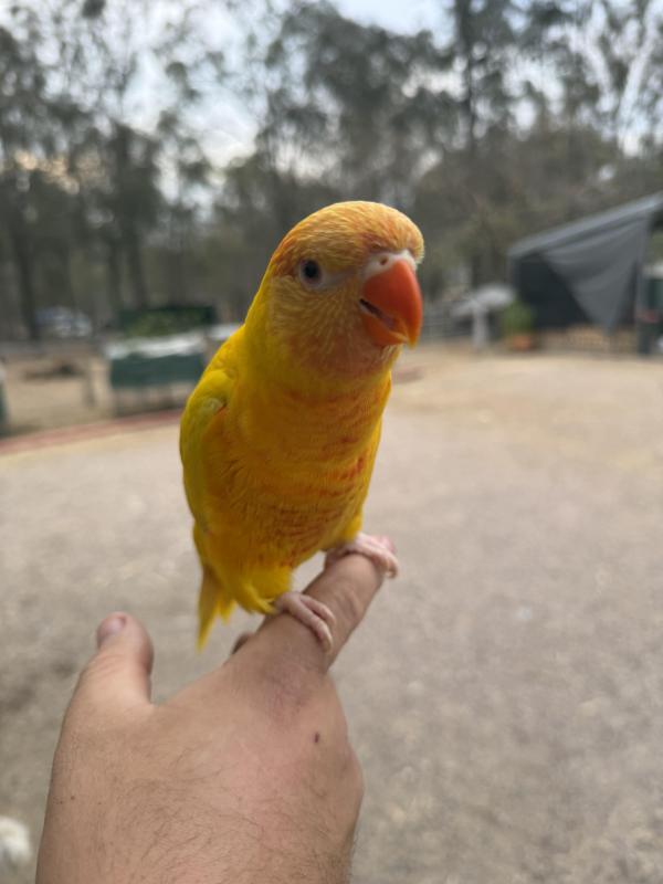 Handraised Female Lutino Lorikeet