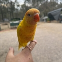 Handraised Female Lutino Lorikeet