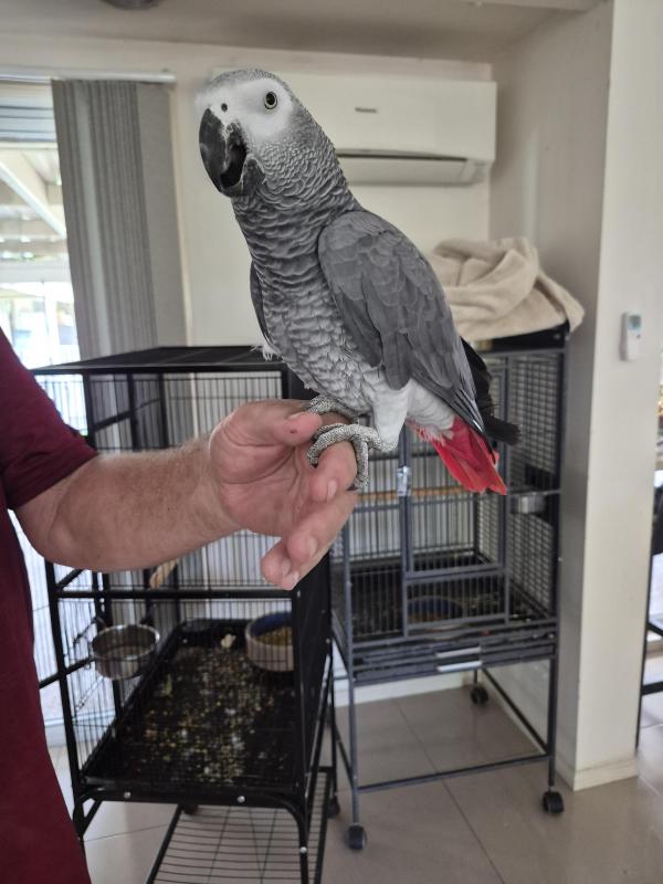 4 year old African Grey cock