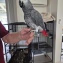 4 year old African Grey cock
