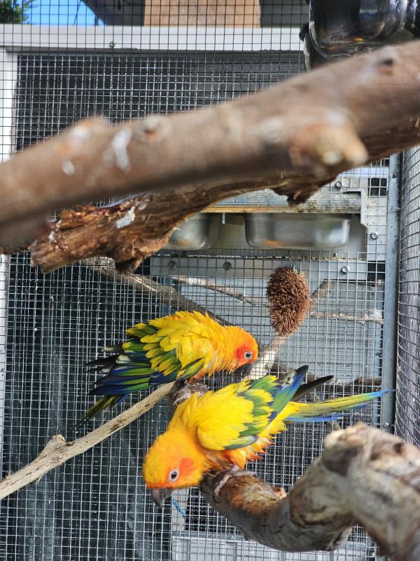 Sun conure
