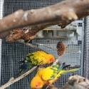 Sun conure