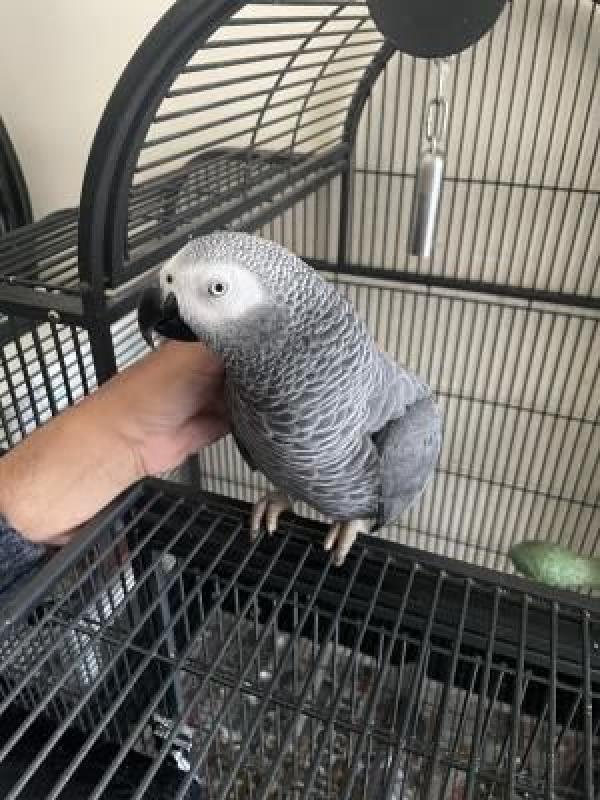 African Grey Parrot & Cage