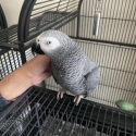 African Grey Parrot & Cage