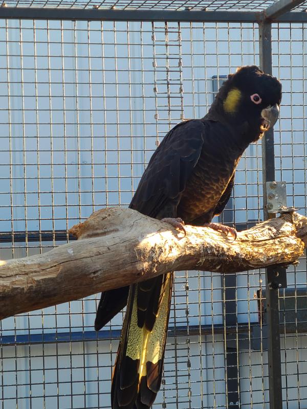 Mature Large Race YELLOW TAIL BLACK COCKATOO COCK-Has bred before.