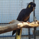 Mature Large Race YELLOW TAIL BLACK COCKATOO COCK-Has bred before.