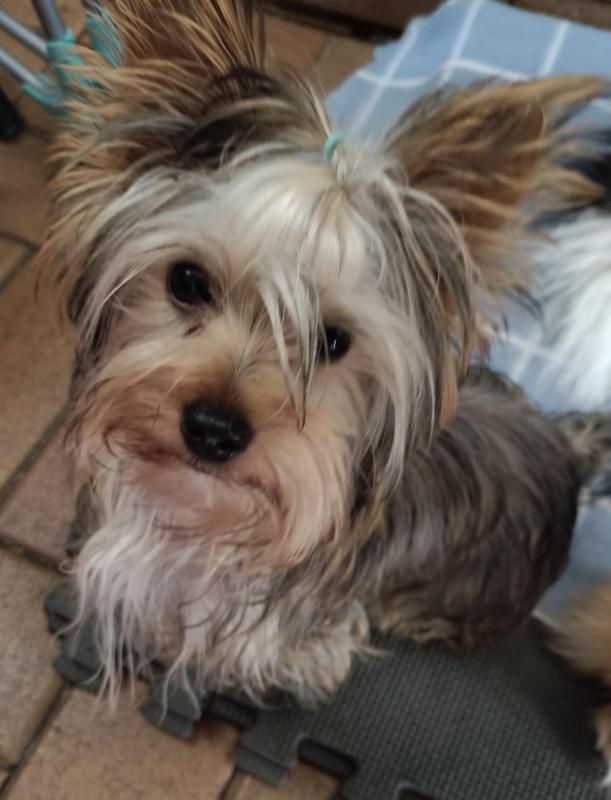 Rare sable Yorkshire terrier girl