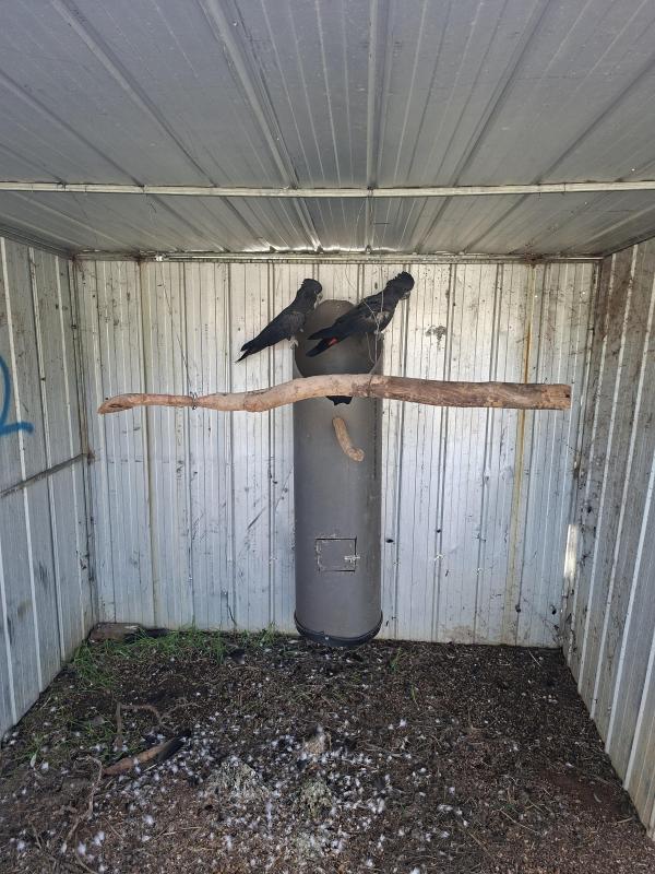 Mature pair of magnificus cockatoos
