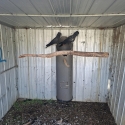 Mature pair of magnificus cockatoos