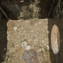 Baby tamed cockatiels coming soon