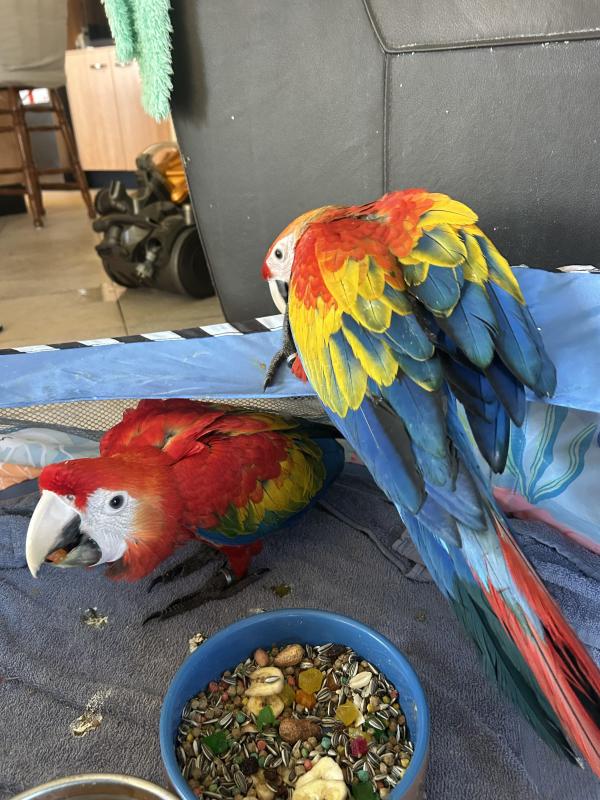 Scarlet macaw male handraised and ready