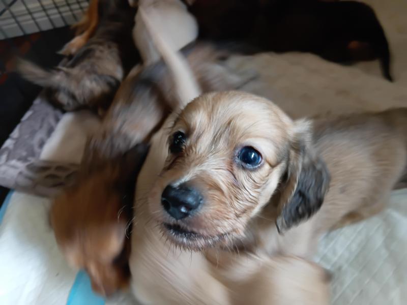 Purebred miniature Dachshunds long hair REDUCED
