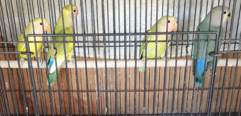 SFDF Seagreen split sydney yellow HEN.