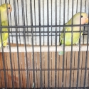 SFDF Seagreen split sydney yellow HEN.