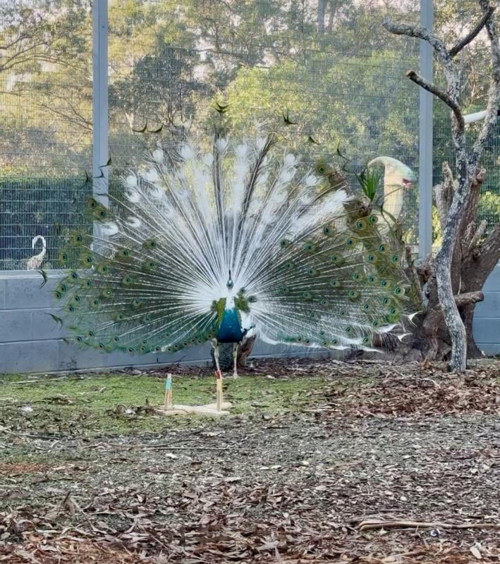 Peacocks breeding pair