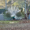 Peacocks breeding pair