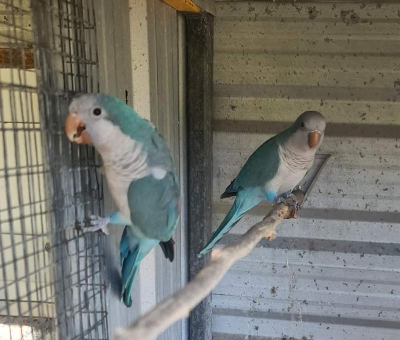 Pair Quakers