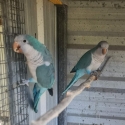 Pair Quakers