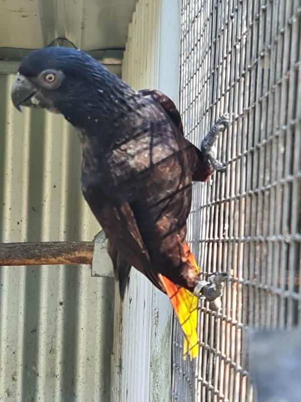 black lory's