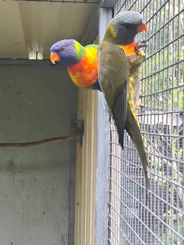 2 young male rainbows split cinnamon / mustard