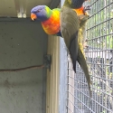 2 young male rainbows split cinnamon / mustard