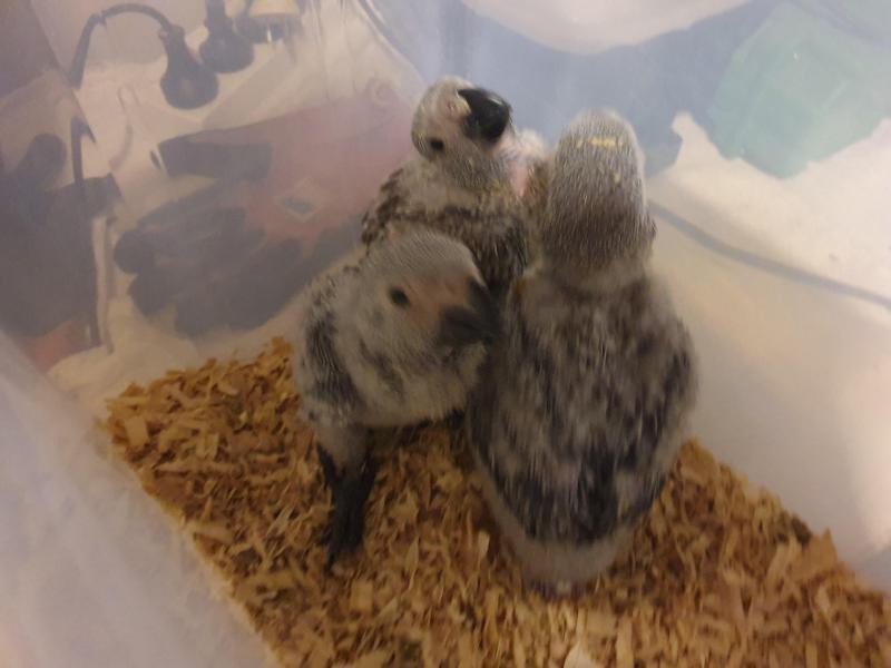 African Grey Congo