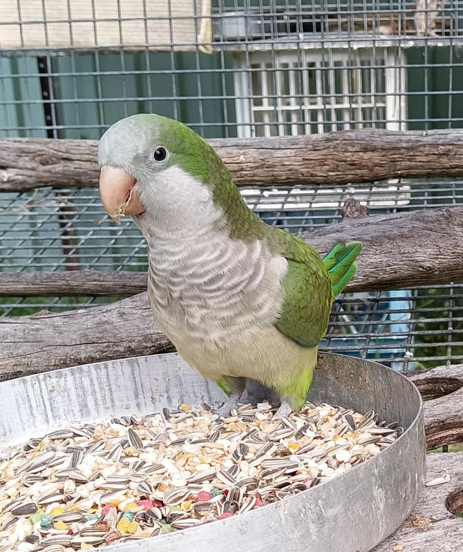 Hand reared Quaker male
