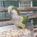 Hand reared Quaker male