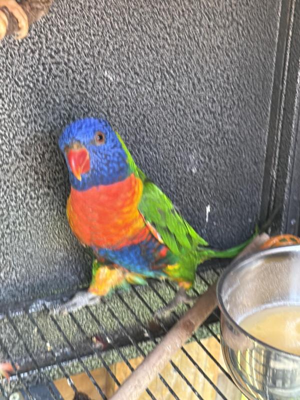 MAKE AN OFFER Split blue Split Lutino cock rainbow lorikeet