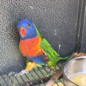 MAKE AN OFFER Split blue Split Lutino cock rainbow lorikeet