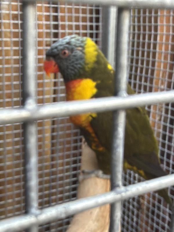 Proven Grey Green  split blue SF Pied hen rainbow lorikeet