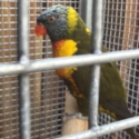 Proven Grey Green  split blue SF Pied hen rainbow lorikeet
