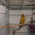 Male DNA Scaly lorikeet