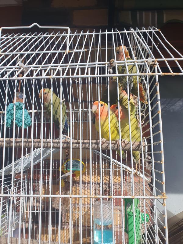 Lovebirds peach face