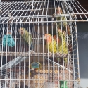 Lovebirds peach face
