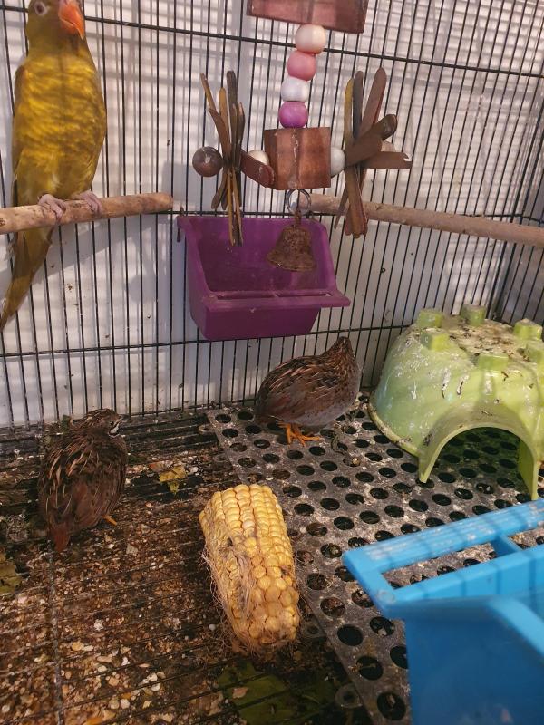 3 male King Quail