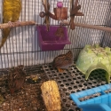 3 male King Quail