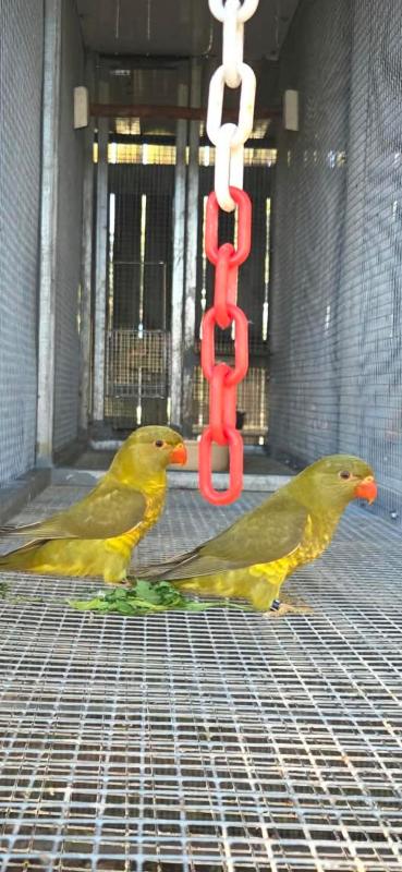 Dilute grey green scaly breasted lorikeets