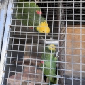 Amazons parrots pairs