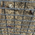 Finches doves king quails
