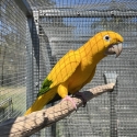 Breeding Cock Queen of Bavaria Golden Conure