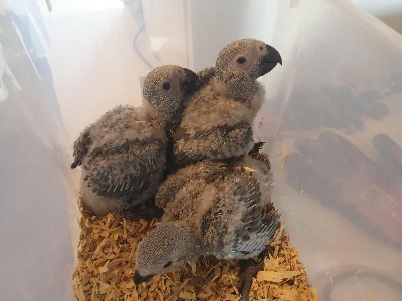African Grey Congo SOLD SOLD