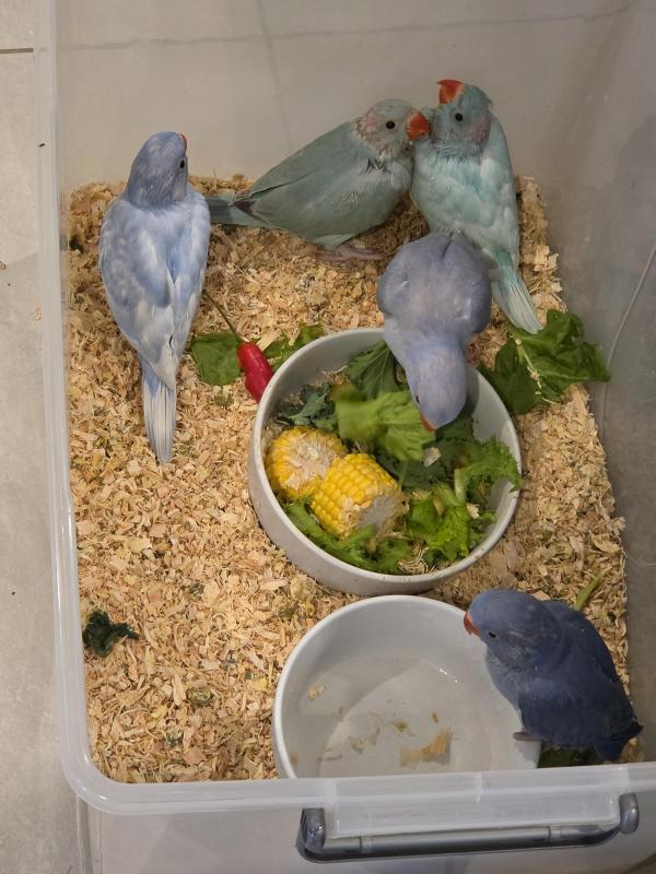 Hand Reared Indian Ringnecks