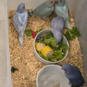 Hand Reared Indian Ringnecks