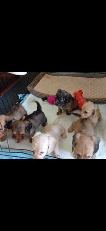 Purebred Miniature Dachshunds long hair.