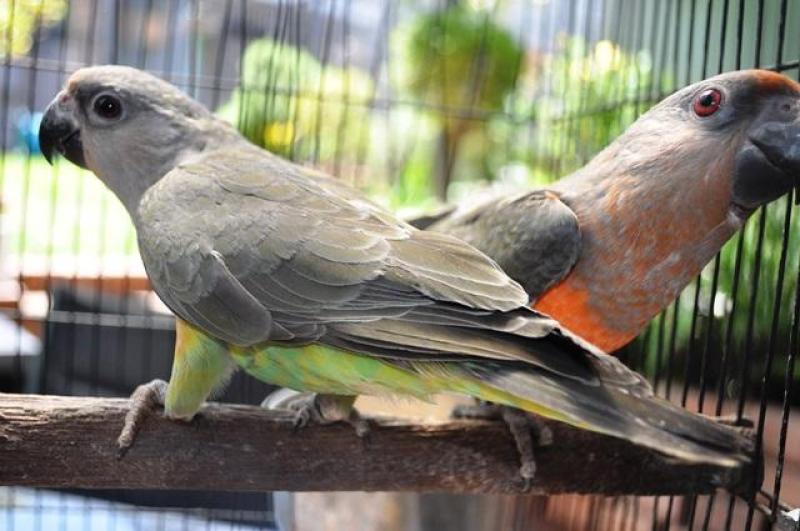 RED BELLIED PARROTS